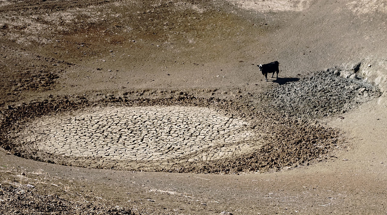 A cow stands next to a dried watering hole.